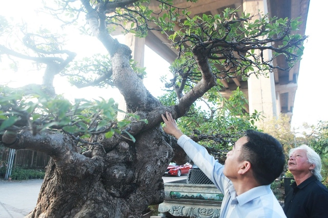 Trộm Cây Cảnh Bị Phạt Bao Nhiêu? Có Bị Đi Tù Không?