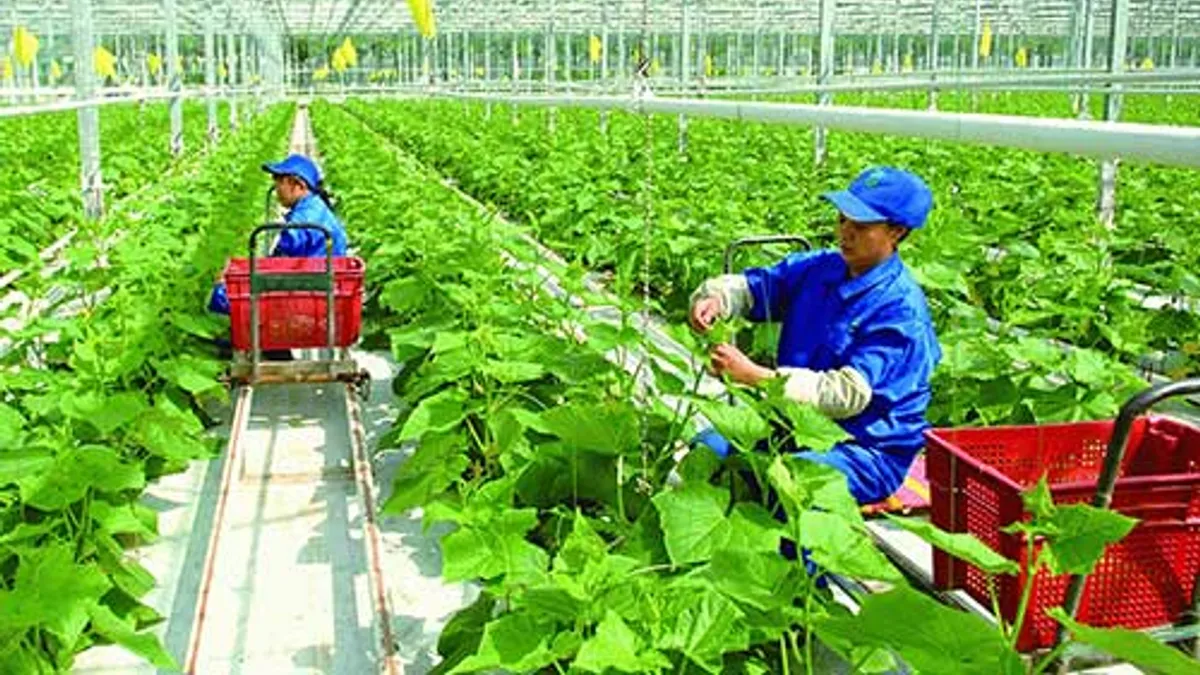 Thái Bình sẽ đẩy mạnh liên kết trong nông nghiệp