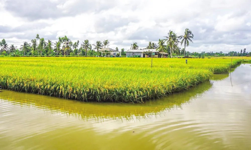 Read more about the article Đất trồng lúa có được đào ao thả cá không?