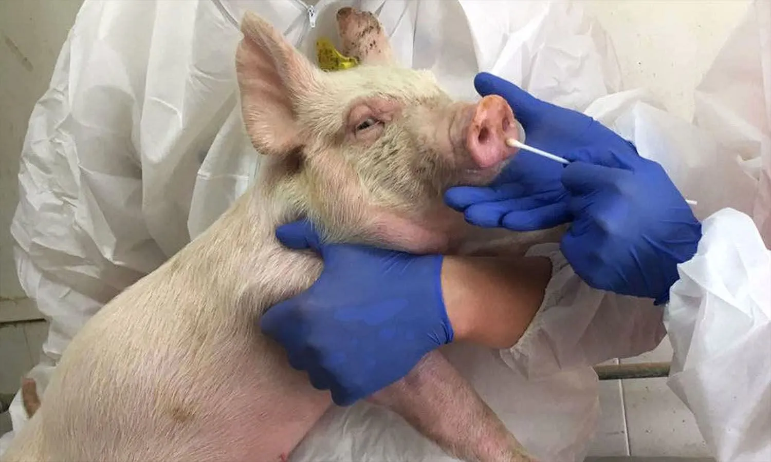 Cúm H1N1 có nguồn gốc bắt đầu từ lợn