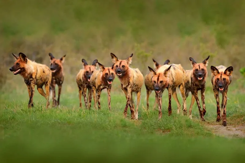Bầy chó hoang phí thông thường săn bắn theo dõi lũ đàn