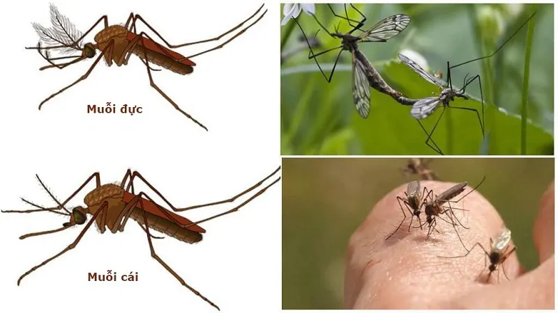 Muỗi đực bú mớm vật liệu nhựa cây còn con muỗi dòng sản phẩm nên bú mớm huyết nhằm giữ lại sự sống