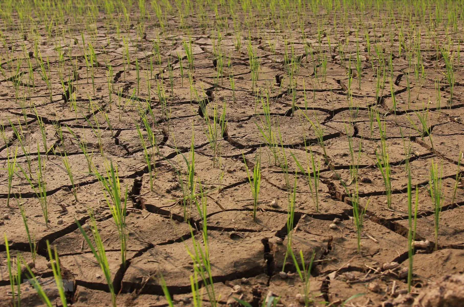 El Nino và vấn đề an ninh lương thực