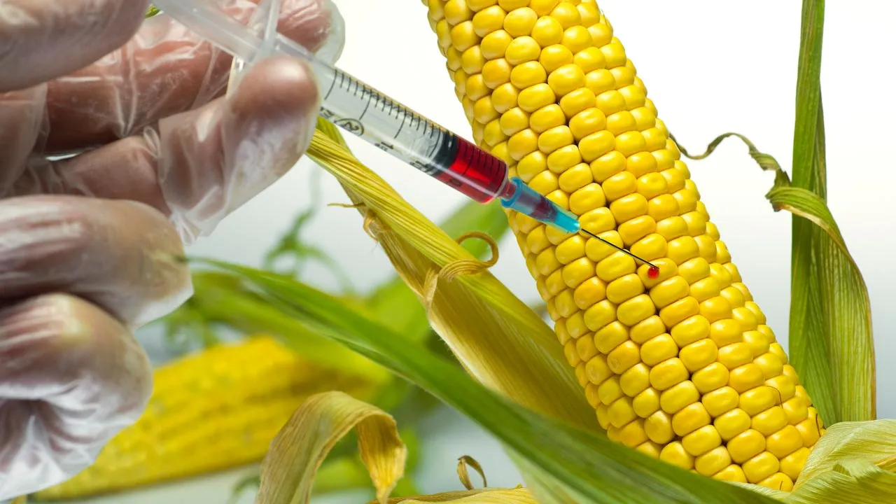Biến đổi gen không được phép sử dụng trong nông nghiệp hữu cơ